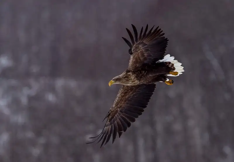 Image related to National Park