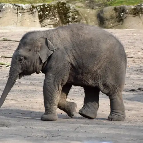 Image related to Tierpark Hagenbeck