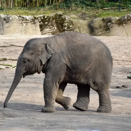 Image related to Tierpark Hagenbeck