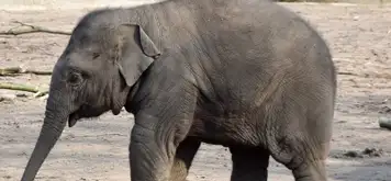 Image related to Tierpark Hagenbeck