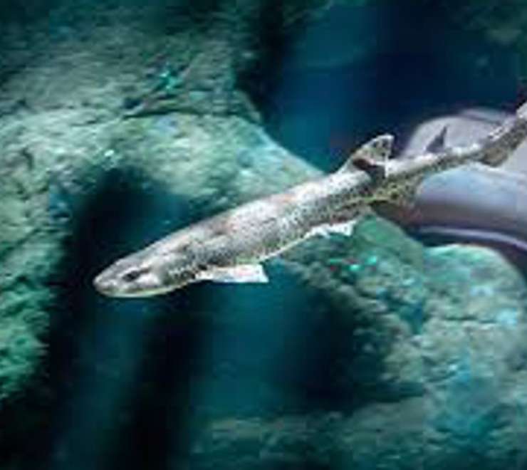 Havets Hus Aquarium