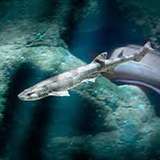 Image related to Havets Hus Aquarium