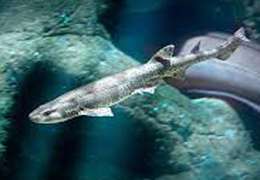 IgluCruise.Application.ViewModels.Shared.WebImageViewModel?.Description