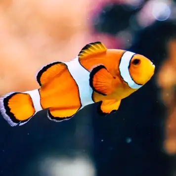 Image related to Parque Marino del Pacifico