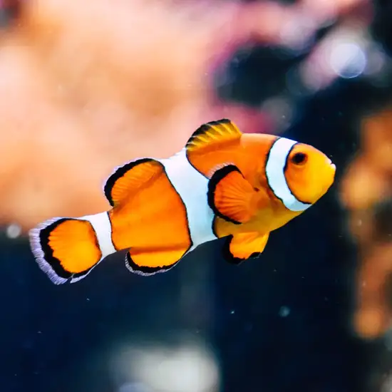 Image related to Parque Marino del Pacifico