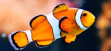 Image related to Image related to Parque Marino del Pacifico