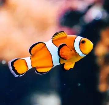 Image related to Parque Marino del Pacifico