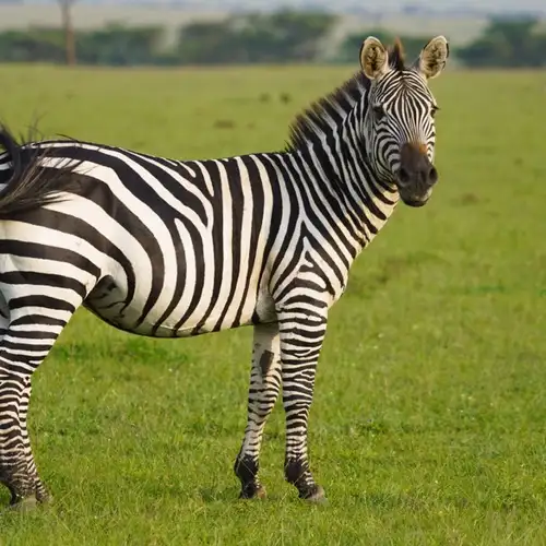 Image related to Etgarim Lakhish Park