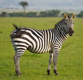 Image related to Image related to Etgarim Lakhish Park