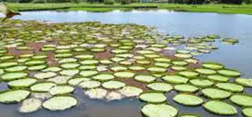 Image related to Canal do Jari