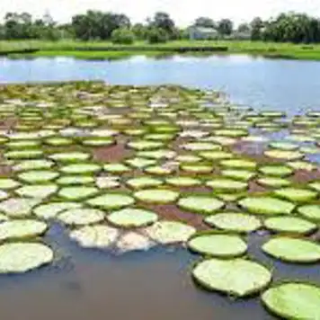 Image related to Canal do Jari