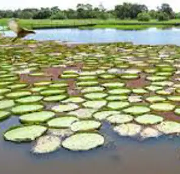 Image related to Canal do Jari