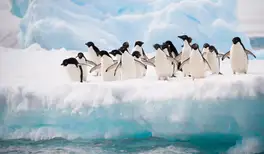 Image related to Wildlife Spotting at Sea