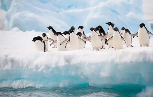 Image related to Image related to Wildlife Spotting at Sea