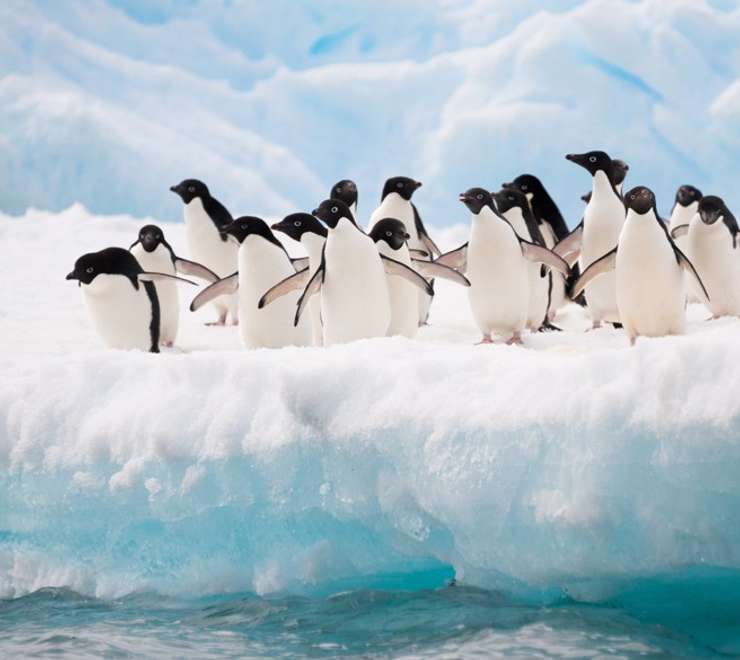 Wildlife Spotting at Sea