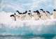 Wildlife Spotting at Sea