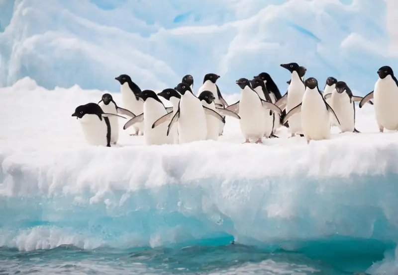 Wildlife Spotting at Sea