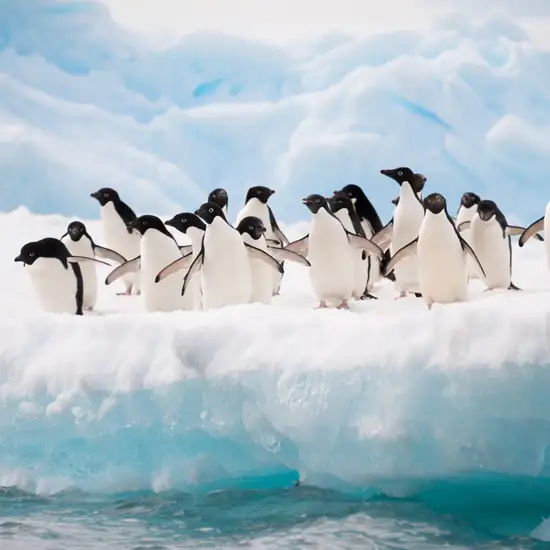 Wildlife Spotting at Sea