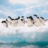 Image related to Wildlife Spotting at Sea