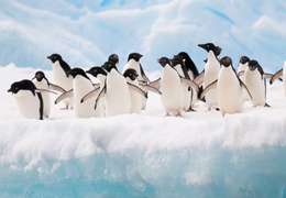 IgluCruise.Application.ViewModels.Shared.WebImageViewModel?.Description