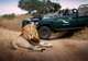 Kruger National Park - Game Drives