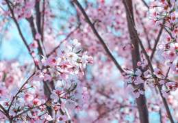 IgluCruise.Application.ViewModels.Shared.WebImageViewModel?.Description