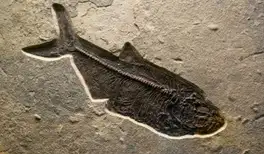 Image related to Terramar Museum