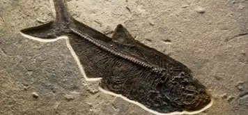 Image related to Terramar Museum
