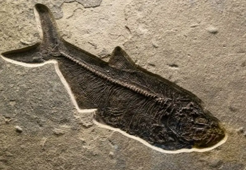 Terramar Museum