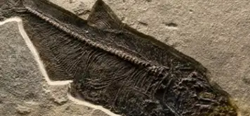 Image related to Terramar Museum