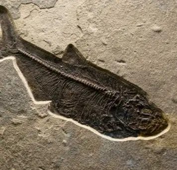 Image related to Terramar Museum