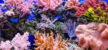 Image related to Coral Reefs