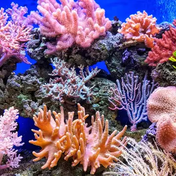 Image related to Coral Reefs