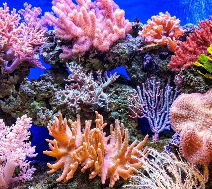 Coral Reefs