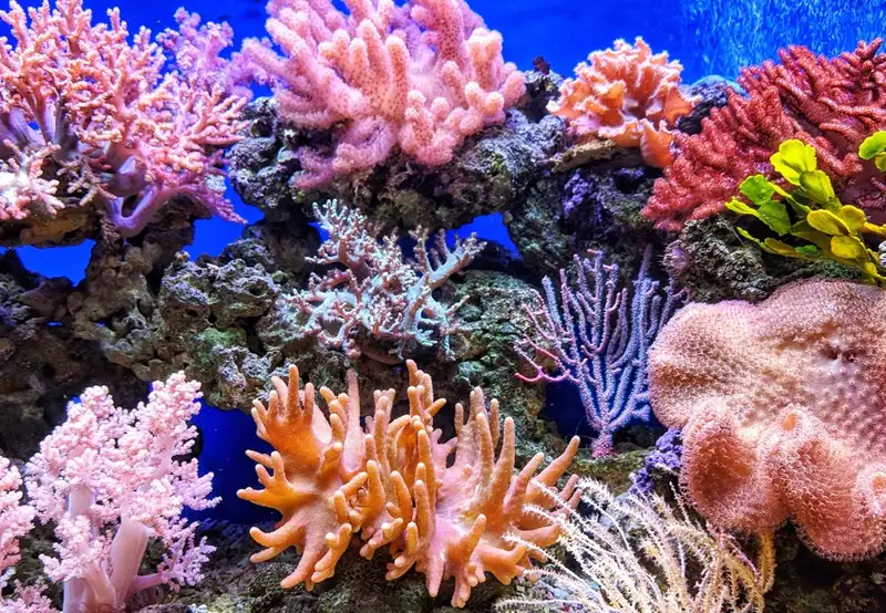 Image related to Coral Reefs