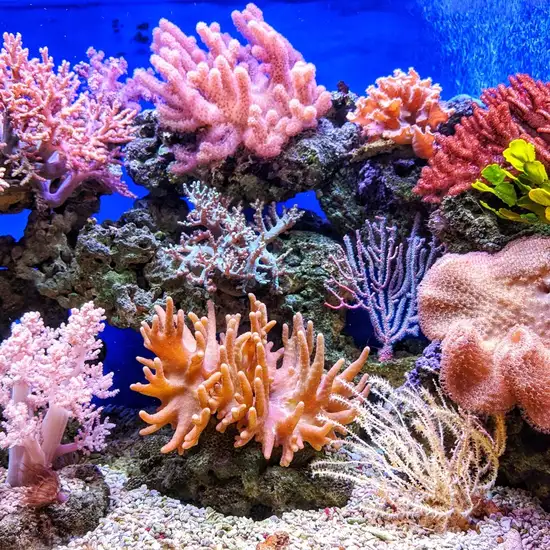 Image related to Coral Reefs