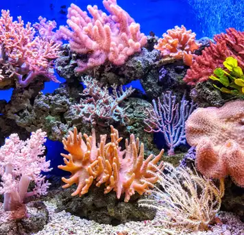 Image related to Coral Reefs