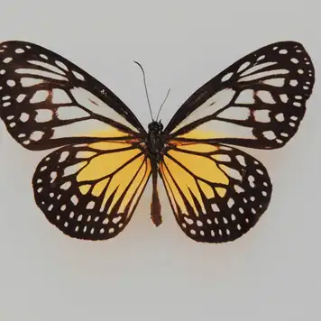 Image related to Lyman Museum