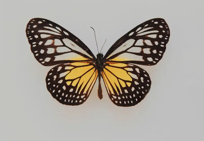 Image related to Lyman Museum