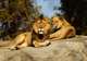 Shou Shan Zoo