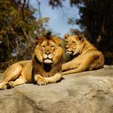 Image related to Shou Shan Zoo