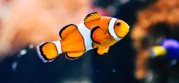 Image related to Asamushi Aquarium