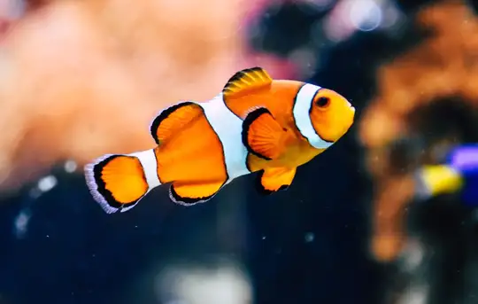 Image related to Asamushi Aquarium