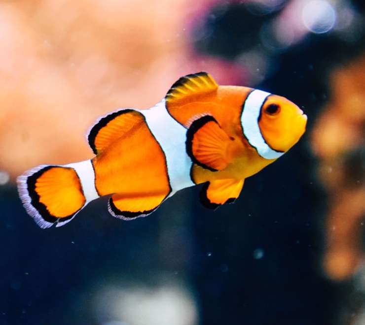 Asamushi Aquarium