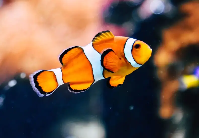 Asamushi Aquarium