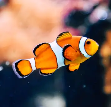 Asamushi Aquarium