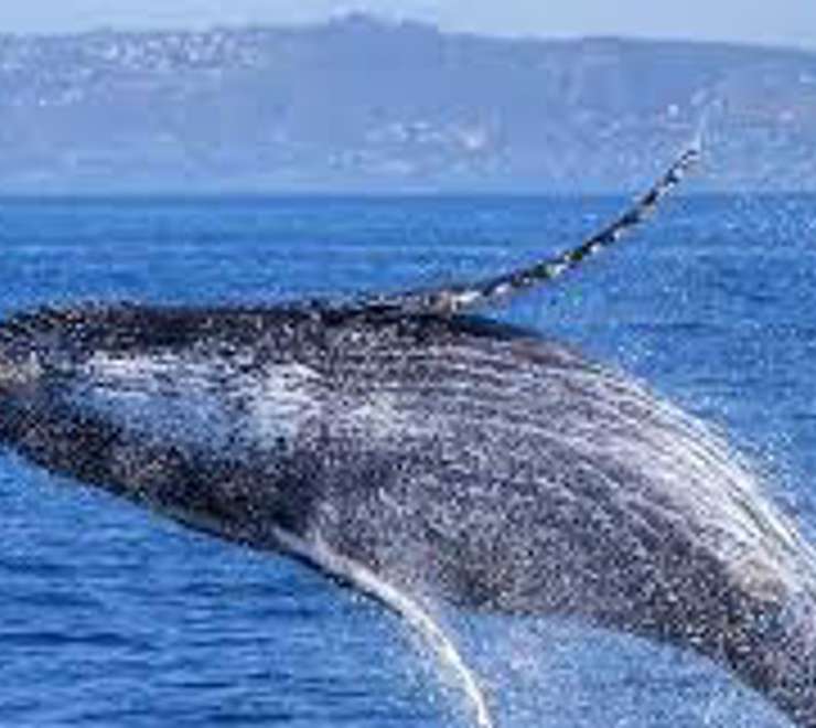 Search for Humpback Whales