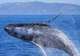 Search for Humpback Whales