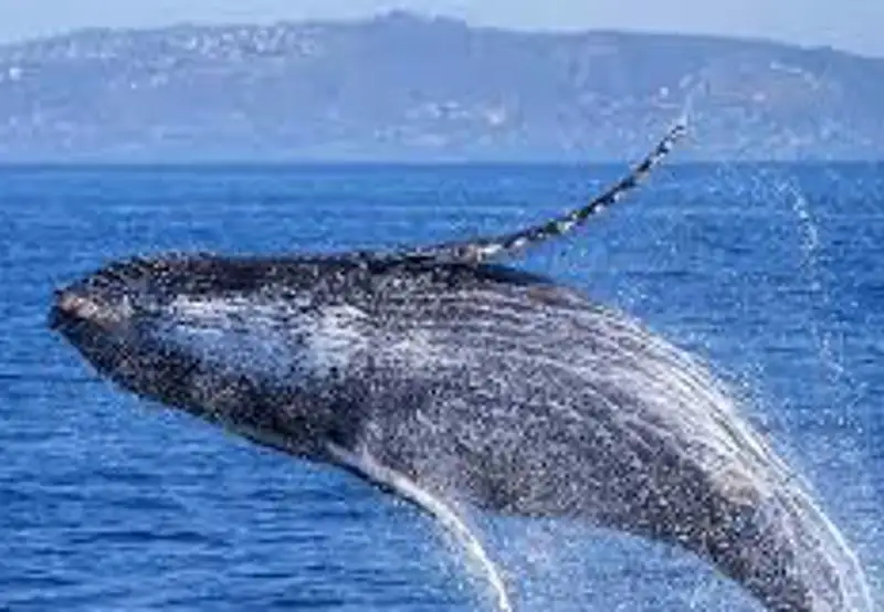 Search for Humpback Whales
