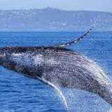 Image related to Search for Humpback Whales